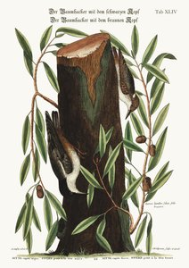الجوز. Nuthatch الصغيرة ، 1749-1773 بواسطة مارك كاتيسبي